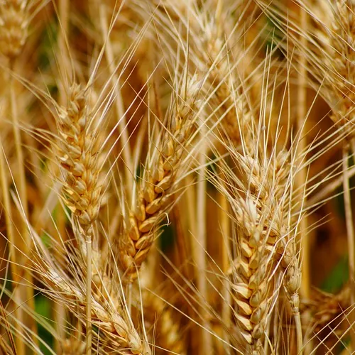 Profil de Daniel MARTINEAU